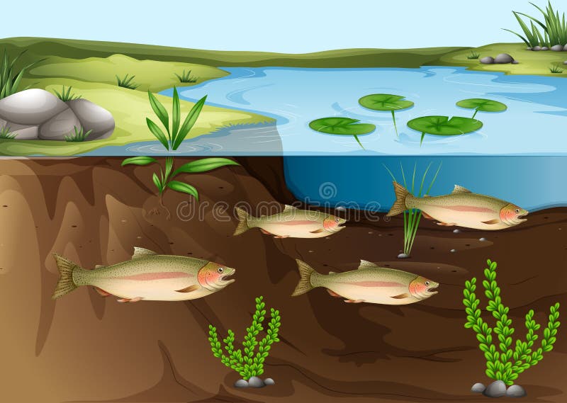 An ecosystem under the pond vector illustration An ecosystem under the pond vector illustration