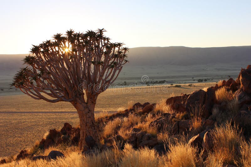 Vegetation, Ecosystem, Shrubland, Sky Picture. Image 110615076