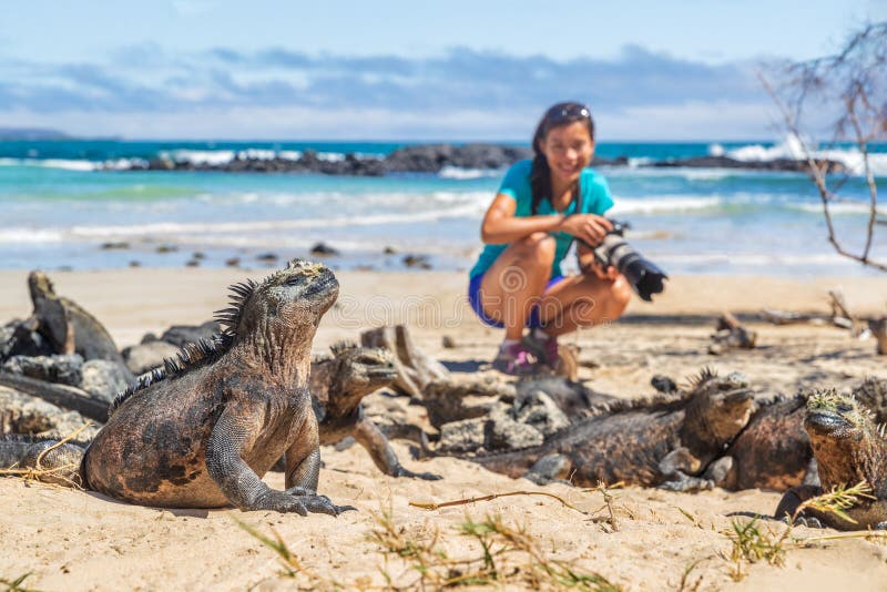 Ecotourism tourist photographer taking wildlife photos on Galapagos Islands of famous marine iguanas. Focus on marine iguana. Woman taking pictures on Isabela island in Puerto Villamil Beach