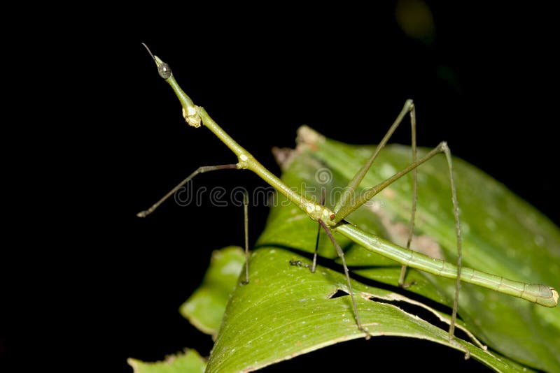 ecuador grön walkingstick royaltyfri foto ecuador grön walkingstick royaltyfri foto
