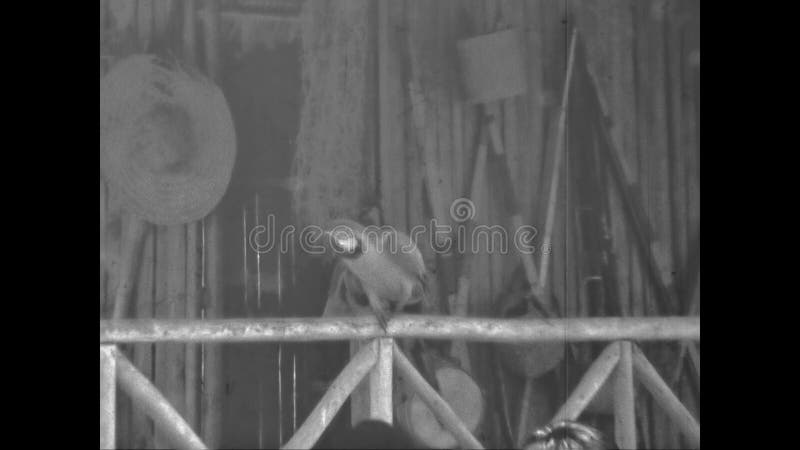 Ecuador 1975 personas en el parque con cabañas de techo de paja loro y pato