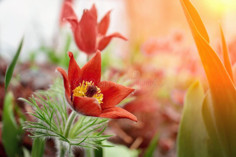 Ed Primrose Stock Photos Free Royalty Free Stock Photos From Dreamstime wolcensmen-grimnir-ts-black