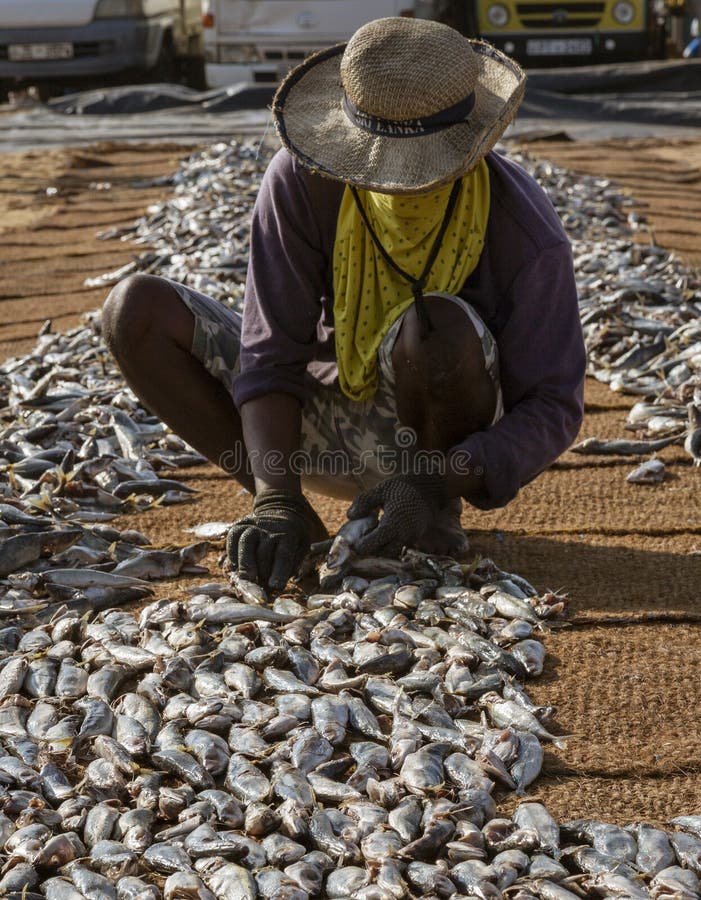 ED-Negombo, Sri Lanka - 2019-03-22 - Fish drying beach at Negombo Sri Lanka stock photo ED-Negombo, Sri Lanka - 2019-03-22 - Fish drying beach at Negombo Sri Lanka stock photo