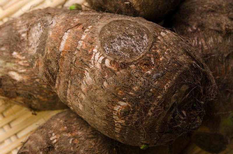 511 Eddoe Stock Photos Free & RoyaltyFree Stock Photos from Dreamstime