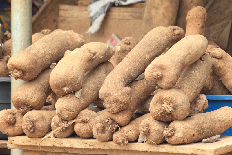 Potato of ghana stock photo. Image of organic, background 24853698