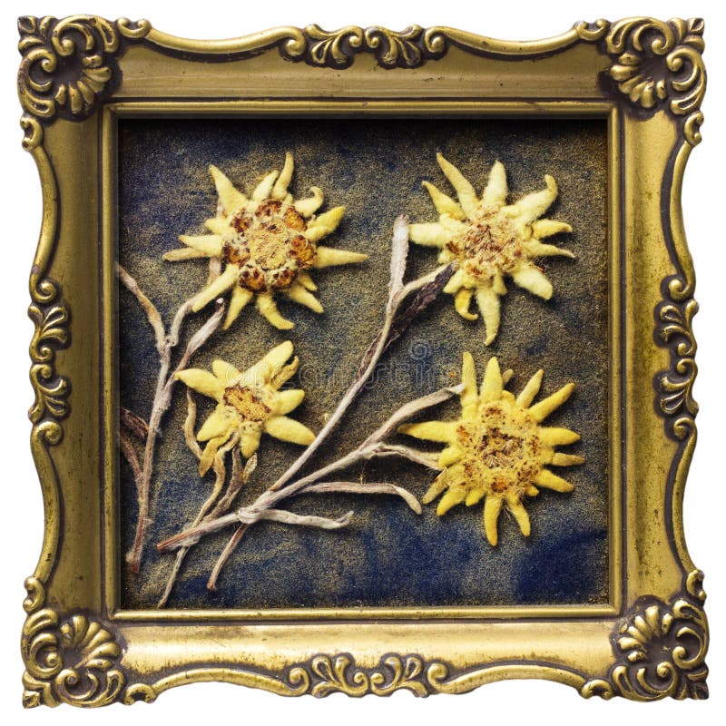 Edelvais envelhecidos imagens de stock