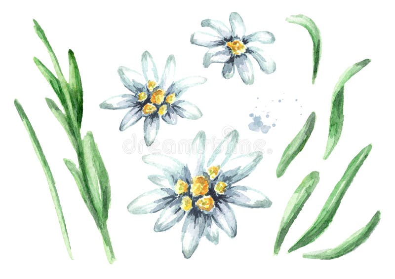 Edelweiss花火绒草属alpinum 在白色背景隔绝的水彩手拉的例证库存图片 图片包括有edelweiss花火 绒草属alpinum 在白色背景隔绝的水彩手拉的例证