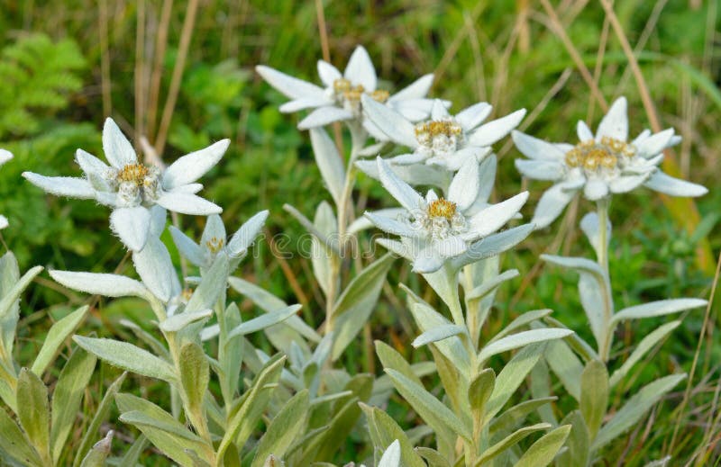Edelweiss 8 stock photo. Image of plant, blossom, blooming 97771762