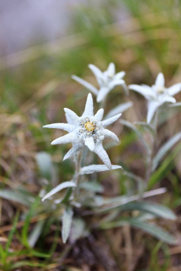 145 Edelweiss Flower Bouquet Stock Photos Free & RoyaltyFree Stock