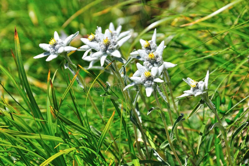 Edelweiss alpine flower