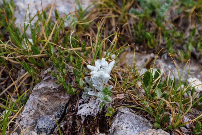 Edelweiss Blume lizenzfreies stockbild Edelweiss Blume lizenzfreies stockbild