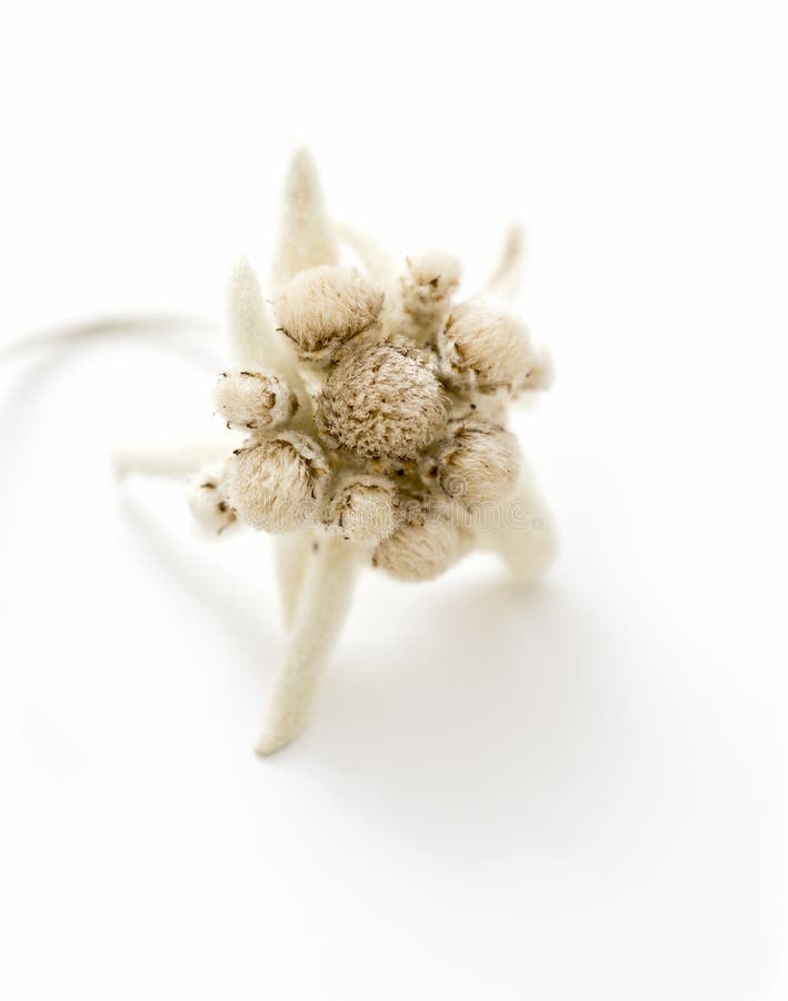 Edelweiss stock image. Image of mountains, symbol, conservation 48912901