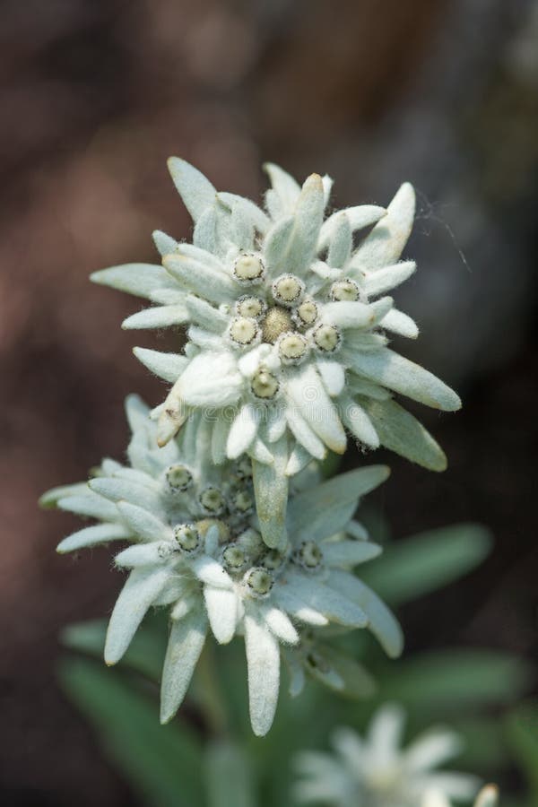 Edelweiss Duo stock photo. Image of flowers, natural 121880224