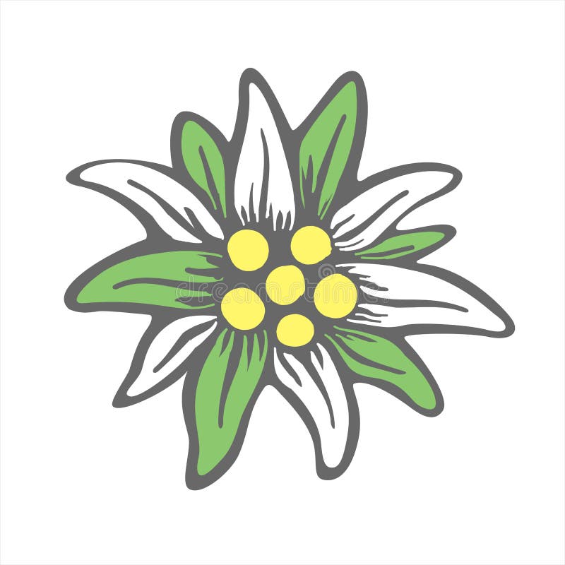 Featured image of post Edelweiss Flower Clipart See more ideas about edelweiss edelweiss flower edelweiss tattoo