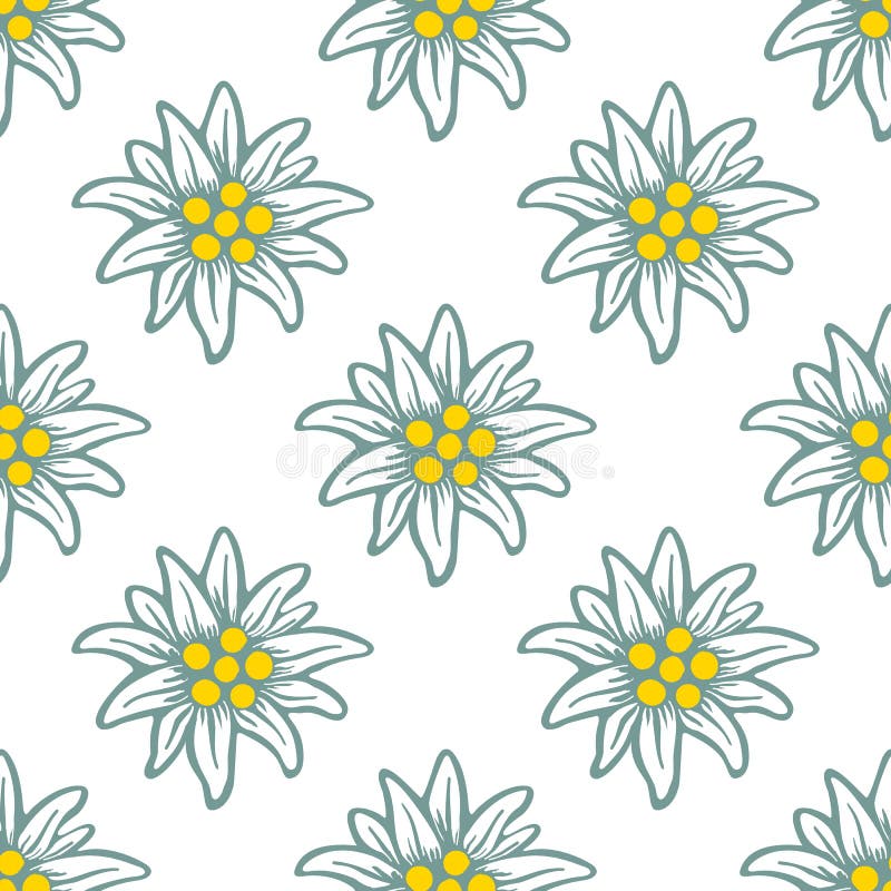 Edelweiss flower icon vector alpine logo pattern, seamless, tile, background