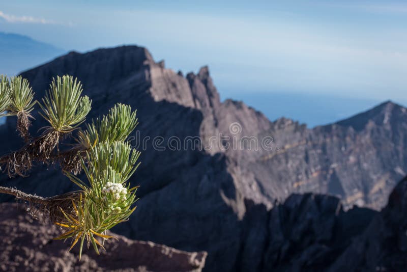 An Edelweiss flower or known as Eternal Flower. Raung is the most challenging of all Java’s mountain trails, also is one of the royalty free stock photo An Edelweiss flower or known as Eternal Flower. Raung is the most challenging of all Java’s mountain trails, also is one of the royalty free stock photo