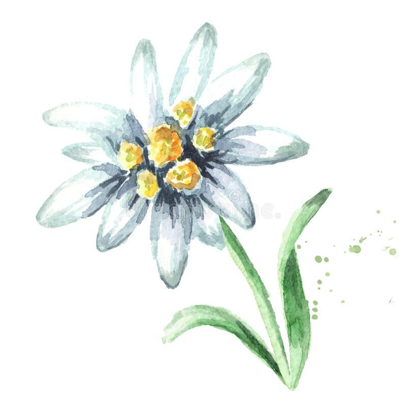 Edelweiss flower Leontopodium alpinum with leaves, Watercolor hand drawn illustration, isolated on white background. stock photo Edelweiss flower Leontopodium alpinum with leaves, Watercolor hand drawn illustration, isolated on white background. stock photo