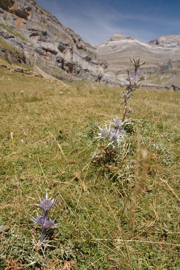 Edelweiss Flower In Mountain Stock Image Image of landscape, fireweed