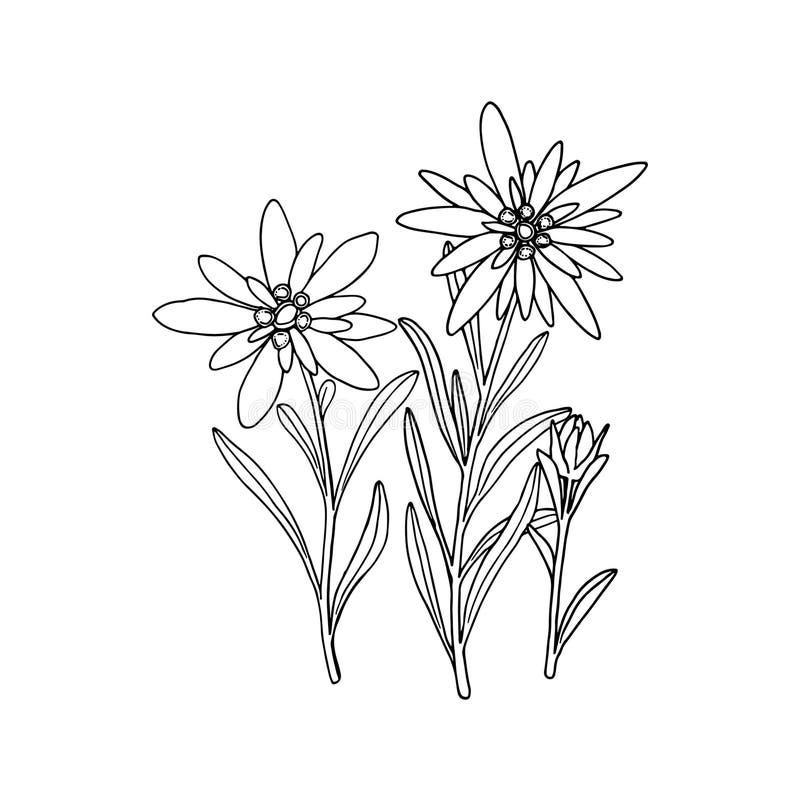 Featured image of post Edelweiss Flower Line Drawing Download 45 000 royalty free floral line drawing flower vector images