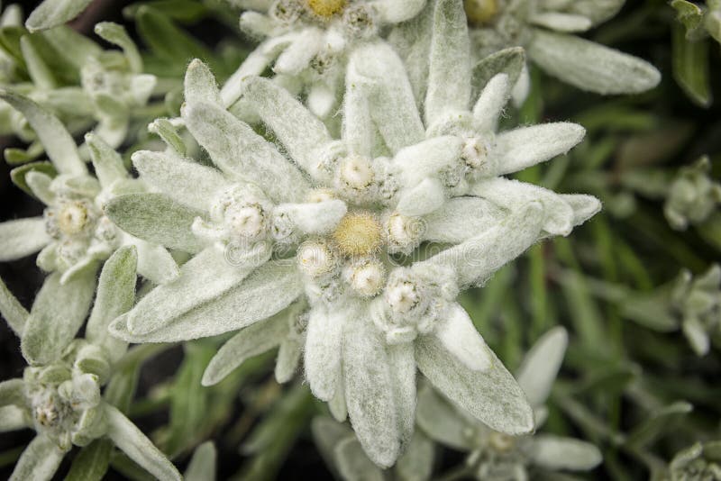 Edelweiss flower stock image. Image of europe, petal 55860191