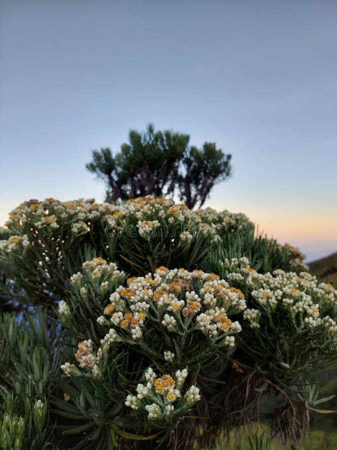 Beautiful Edelweiss Dry Flowers Stock Photos Free & RoyaltyFree Stock Photos from Dreamstime