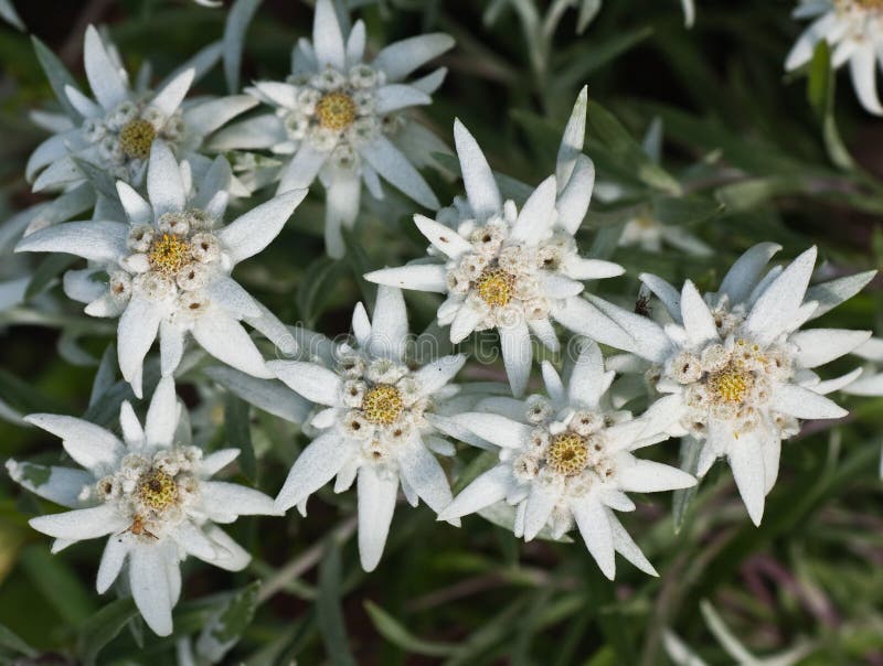 Edelweiss flowers stock image. Image of white, petal 32446153