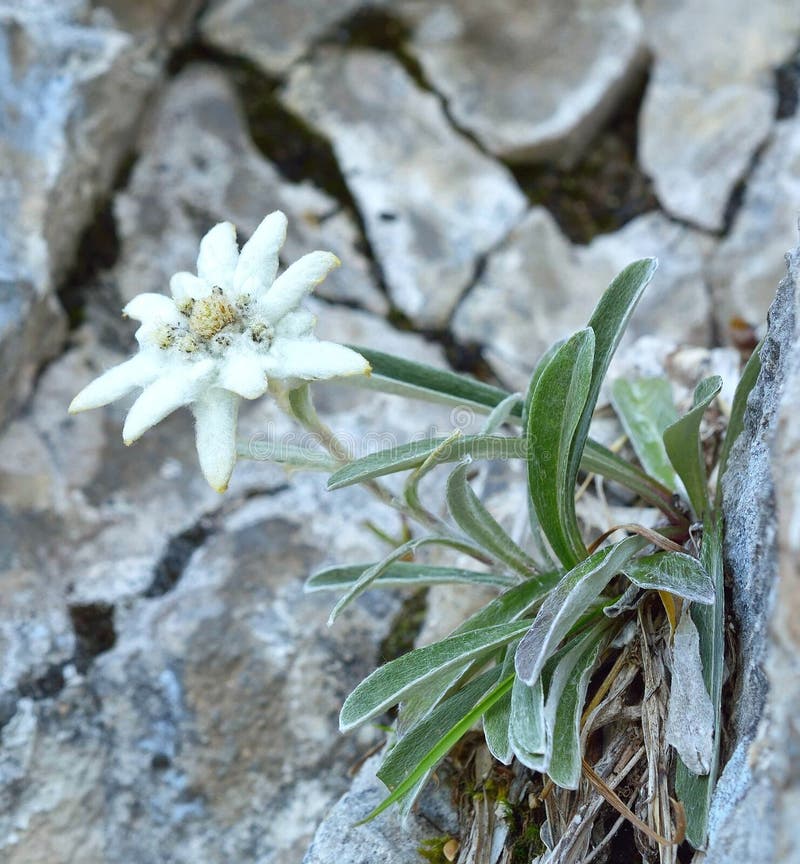 Edelweiss (Leontopodium Alpinum) Stock Image - Image of leontopodium ...