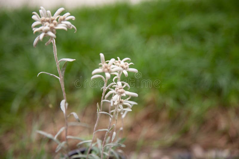 Edelweiss, una flor blanca de montaña de los Alpes fotos de archivo libres de regalías Edelweiss, una flor blanca de montaña de los Alpes fotos de archivo libres de regalías