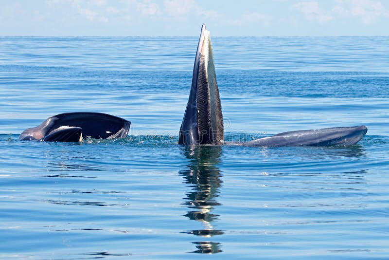 Edeni del Balaenoptera de la ballena de Bryde dos pescados grandes en el mar imágenes de archivo libres de regalías Edeni del Balaenoptera de la ballena de Bryde dos pescados grandes en el mar imágenes de archivo libres de regalías