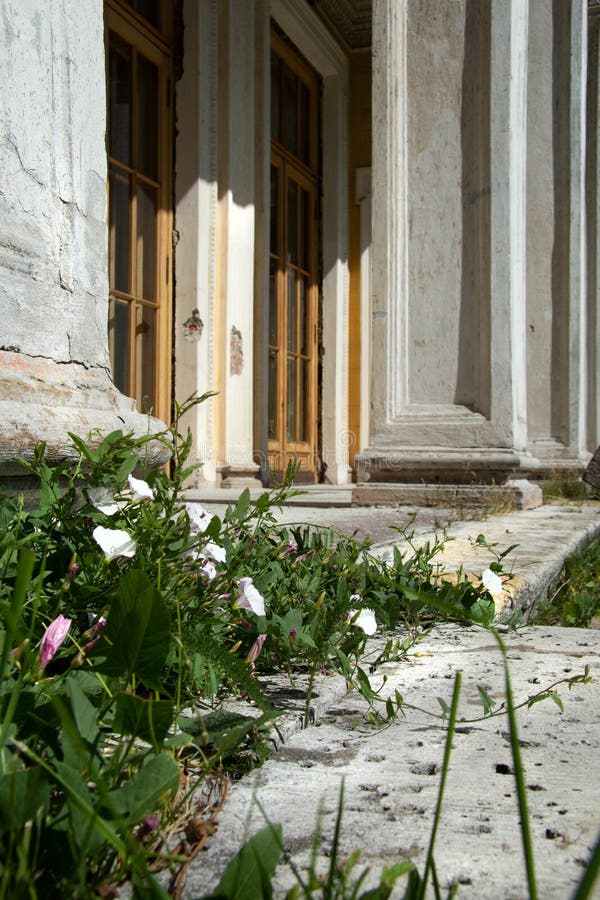 Edera sui punti di vecchia casa immagini stock Edera sui punti di vecchia casa immagini stock