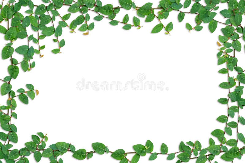Edera verde sulla parete fotografia stock Edera verde sulla parete fotografia stock