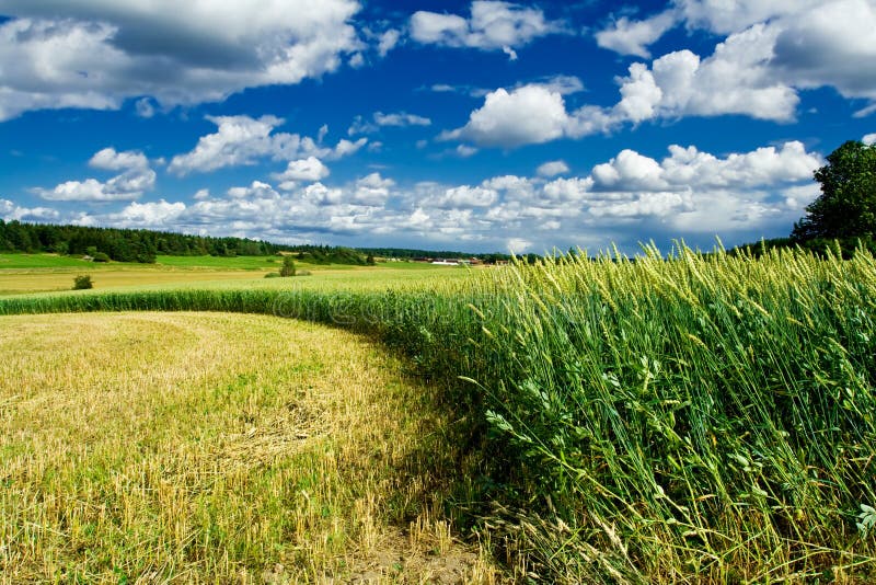 Zakřivené okraje zelené pšeničné pole.