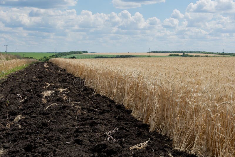 The edge of the field with a ripened grain crop, with a plowed land in order of safety from fire. royalty free stock photography The edge of the field with a ripened grain crop, with a plowed land in order of safety from fire. royalty free stock photography