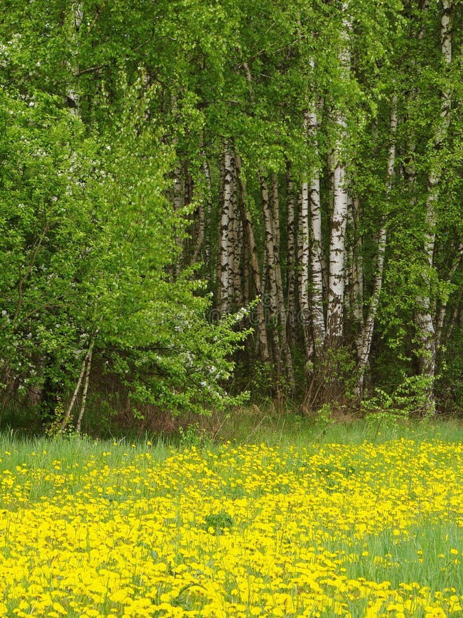 Edge of the forest stock image. Image of landscape, grass 9488975