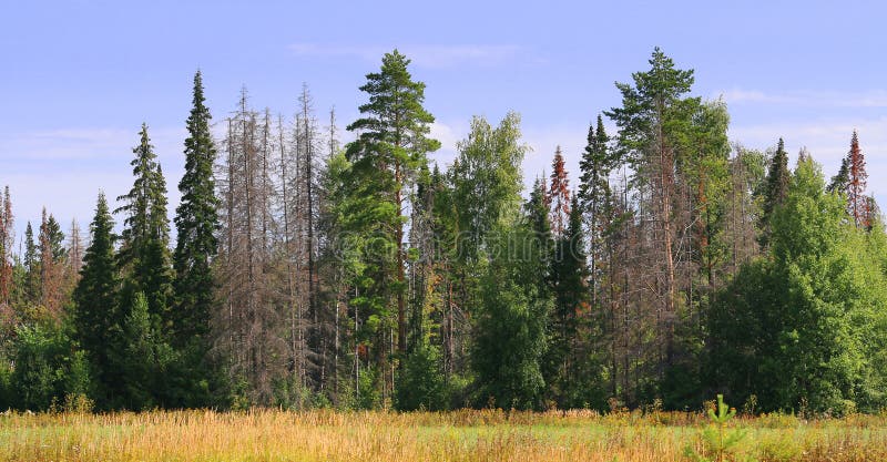 Edge of the green forest with dead trees