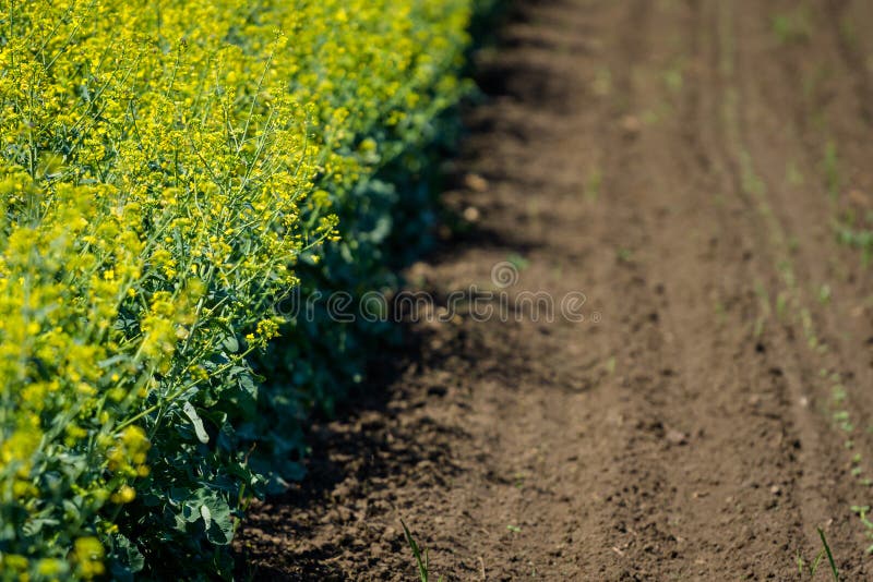 Oilseed Agricultural Crop. Agricultural Background. Bright Yellow Sunflower Flower on a