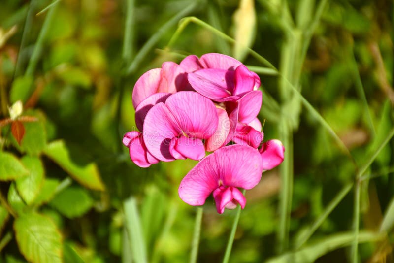 Pink Wild Pea Flowers (Lathyrus Latifolius). Stock Image Image of