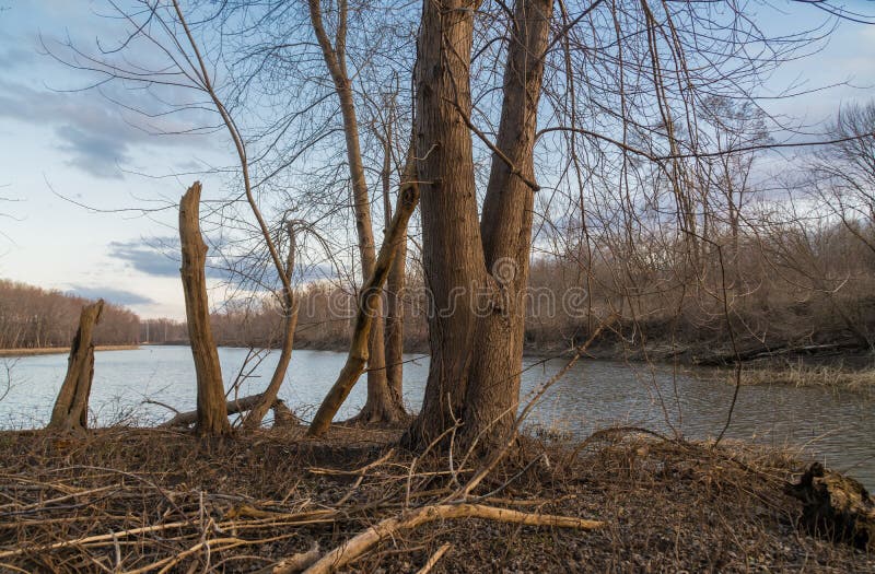 Afternoon at the Edge of the Woods. Stock Image Image of leaves