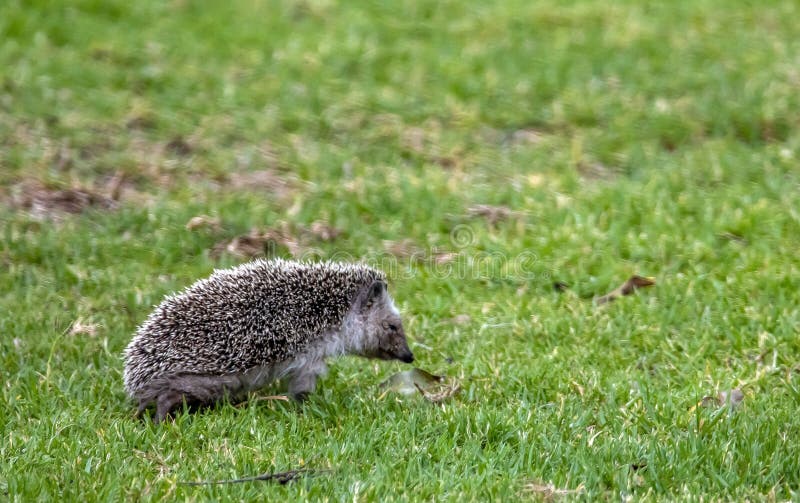 Edgehog atelerix algirus. Un riccio nordafricano atelerix algirus su un prato