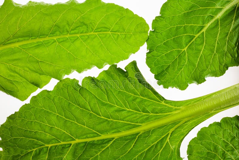 Edible Beetroot Leaf on White Background, Foliage Pattern Stock Photo