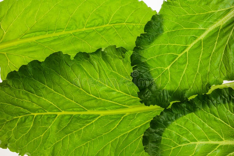 Edible Beetroot Leaf on White Background, Foliage Pattern Stock Photo