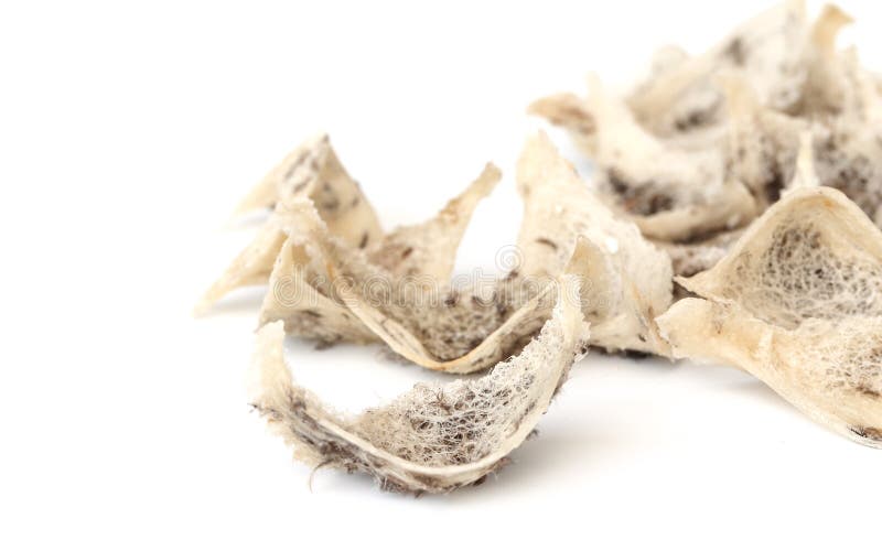 Edible bird nest stock image. Image of white, healthy 71846785