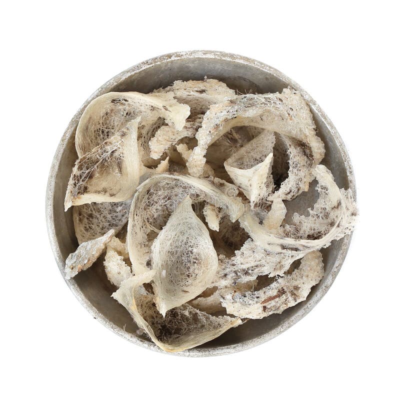 Edible bird nest stock photo. Image of swallow, nest 71847116