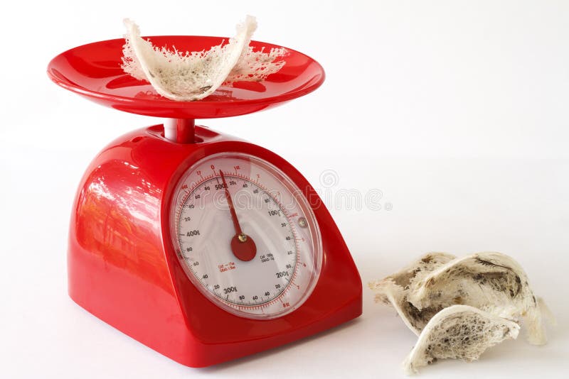 Edible Bird S Nest and Kitchen Scales. Stock Image Image of natural