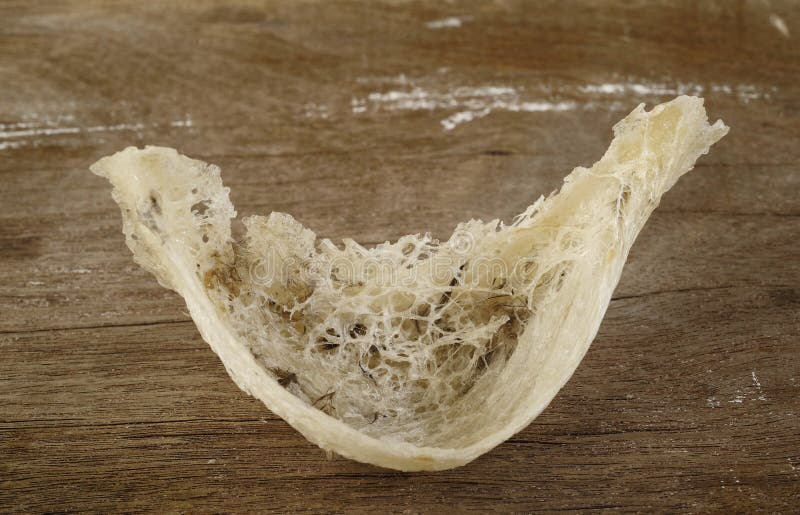 Edible bird s nest stock image. Image of bird, health 44392425