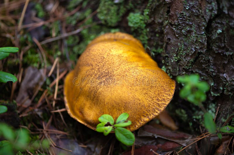 Edible Brown Mushroom in Forest Stock Image Image of gathering, green