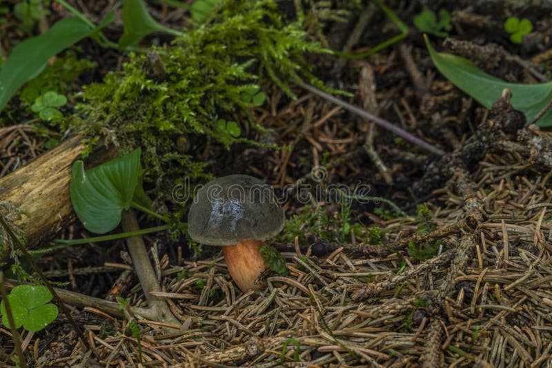 Edible Brown Mushroom in Green Summer Forest Stock Image Image of