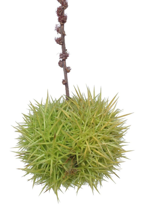 Edible chestnut royalty free stock photo