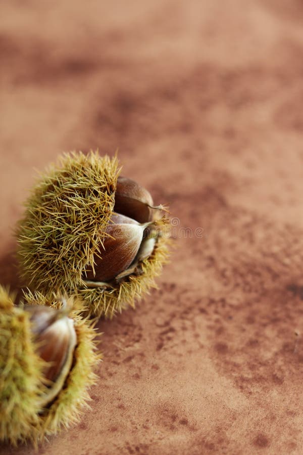 Edible chestnut on a brown watercolor background stock photo