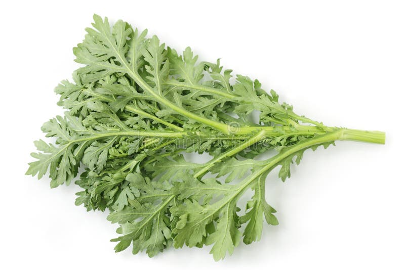 Edible Chrysanthemum Leaf stock photo. Image of garland 19082424